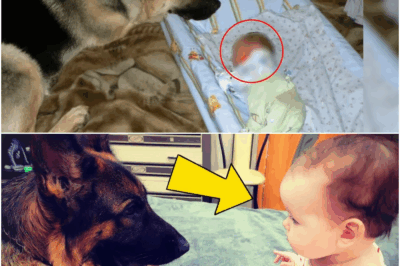 The Dog Always Stared At The Baby, One Day The Parents Discovered Something Shocking