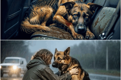 Injured German Shepherd Sneaks Into Couple’s Car And Won’t Leave—The Truth Leaves Everyone In Tears
