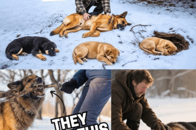 A Dying German Shepherd and Her Pups Found in the Snow — What an Elderly Man Did Next Will Touch Your Soul