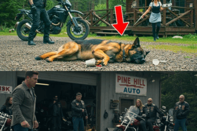 They Mocked His Wounded Dog—Then the Man Raised His Hand… And Everything Changed