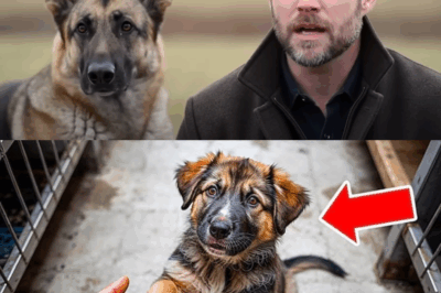 He Adopted the Most Hated Dog in the Shelter… No One Expected What Happened Next