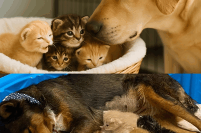 A Dog Mom Lost Her Puppies – Then a Basket of Kittens Changed Everything