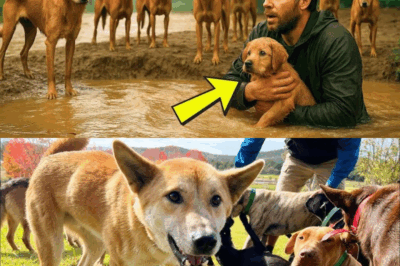 After Saving a Puppy, a Man Was Surrounded by Wild Dogs — And What They Did Was Astonishing!