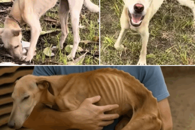 Rescuing a Dog Chained for 10 Years—But What Happened Next Left Everyone Stunned