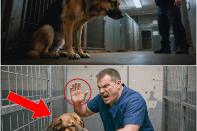 German Shepherd gets SL*PPED by a Shelter Worker… What he does next will LEAVE YOU SHOCKED