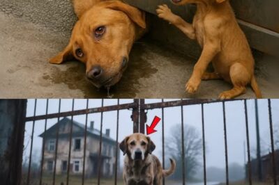 She didn’t cry for herself… she cried for the trapped pup – and that changed everyone’s fate.