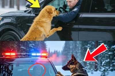 Stray Dog Blocks Police Car in the Snow — What They Find in the Cabin Will Break Your Heart