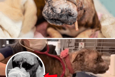 Used as Bait Dog Over and Over… Her Life was Just Cries and Pain, But Now Lives Like a Queen!