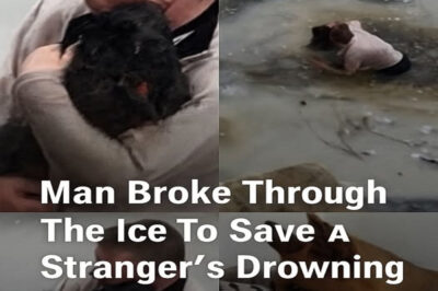 Man Hears Cries Beneath Bridge, Finds Drowning Dog in Icy Creek — What He Did Next Is Remarkable