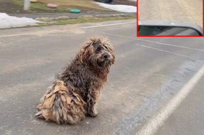 For 12 Years, He Signaled for Help to Every Driver… What They Missed Is Shocking!