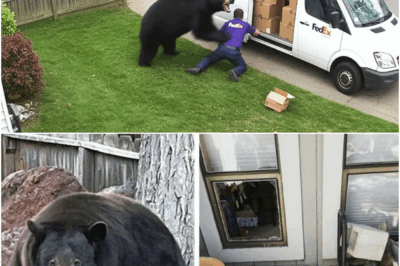 Bear Breaks Open Crate After Jungle Van Crash—What Locals Found Inside Left the Village in Shock