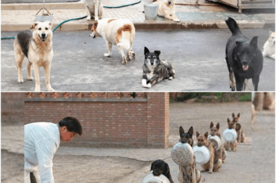 Although the dogs were hungry and thirsty, they still consciously lined up to receive food… ‎