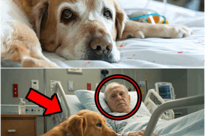 He Never Liked Dogs—Until This Golden Retriever Refused to Leave His Side in the Hospital
