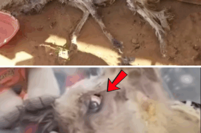 Hidden In Dark Basement, Dumped Like Garbage – Now Wrapped In Bandages, Still Fighting To Breathe…