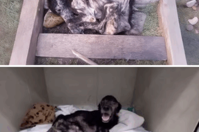 His Little Frame Riddled With 5 Years of Brutality, He Curled Up There Aware he Will Never be Loved