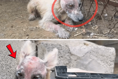 Left in Fear and Betrayed — One Pup’s Fight for Freedom
