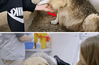 Zhuzha’s Second Chance: The Heartwarming Rescue and Recovery of a Stray Dog