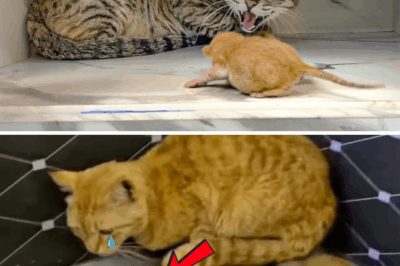 Mama Cat Made a Harsh Choice — And Now Her Kittens Are in Danger. 💔