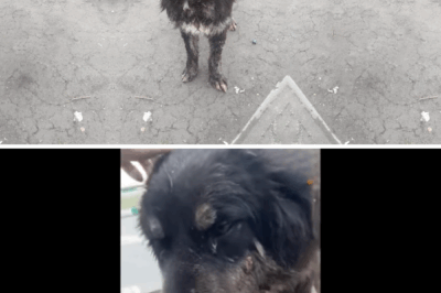 Everyone ran from his smell and tumors, but he still wagged his tail, begging someone to help.