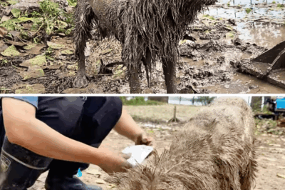 Eyes blinded and chained in a desolate place, she could only howl desperately for help in darkness.