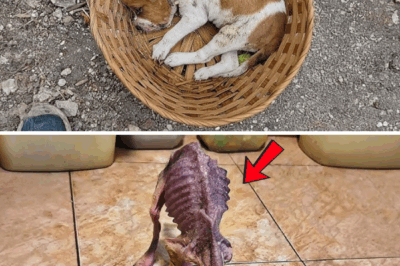 Made him a toy for their son, the poor puppy cried loudly for 2 days with a shattered body