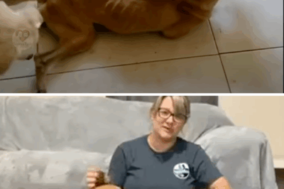 Skinny Dog Lies There With Her Eyes Wide Open…Hopefully One Day She Will Be Saved…