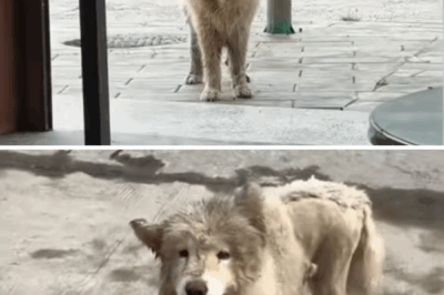 A stray dog with uneven ears posed well when saw me taking photos,tried to please me to take it home