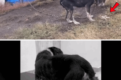 Eating grass to survive, dog burst into tears when he was free and lived a new life