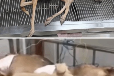 Left Twisted And Fragile Like Paper, He Smiled Softly – Just Hoping Someone Would Care…