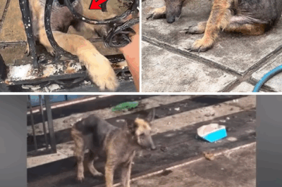 “Please Help”, He Peeked Through the Gap Crying, What was Inside was Just Pain and Loneliness