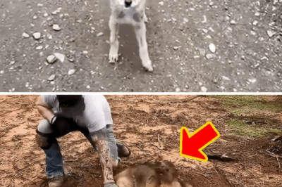 The wolf blocked the road and begged the girl for help, then the unbelievable happened.