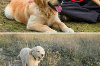 From Rejection to Rescue: The Heartbreaking and Inspiring Journey of Dymok the Puppy