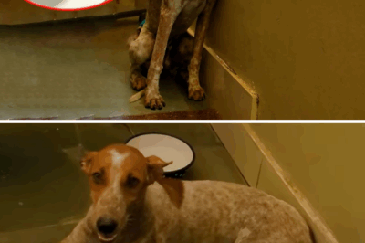 Stray Dog Rescued After Head Gets Stuck in Fence