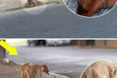 He Just Wanted Love — Muscle-Wasted 15-Year-Old Dog Cried Out to the One Who Left Him