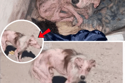 No hope left, No hand to help — His Desperate, Scared Gaze Pierced My Soul