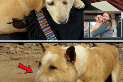 Street Dog with Huge Abscess on his head