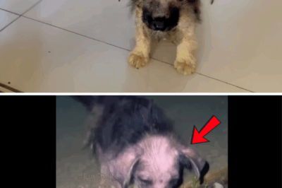 Brokenhearted Stray Pup Runs Up To Woman And Asks Her To Save Him