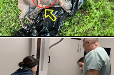 Wrapped in a Trash Bag, 3-Month-Old Pittie Cried in Despair With Bones Jutting From Her Leg
