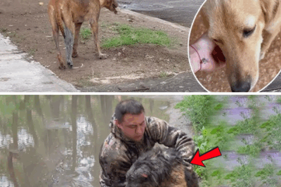 He Waited Alone with a Broken Leg – And Cried When Someone Finally Loved Him Again