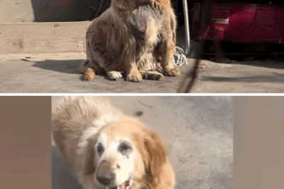 14 years of imprisonment, neglect and humiliation—then he sold her for $10