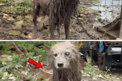 It was heartbreaking to hear the dog’s cries for help in the pouring rain.The tumor had blown away..