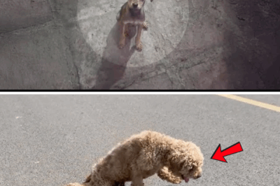 Trembling with Hunger and Fear, the Desperate Puppy Pleads for His Sister’s Life