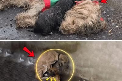 They All Abandoned Her… Except Her Puppy – A Heartbreaking Story That Touched the World