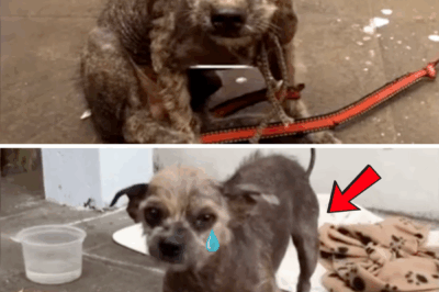 Abandoned Puppy Makes Miraculous Recovery Thanks to Compassionate Rescuer