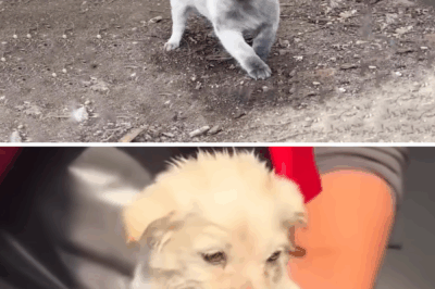 From Street Survivor to Princess: How One Stray Dog Named Sanjo Found Her Forever Home