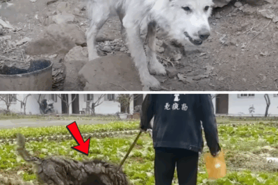 From Abandoned to Adored: Heartbreaking Dog Rescue Stories That Will Restore Your Faith in Humanity