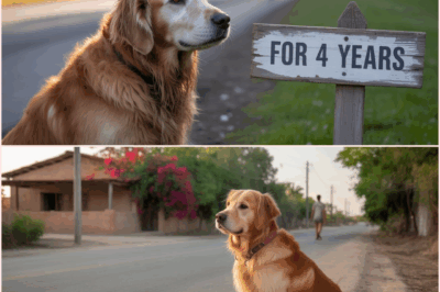 For 4 Years, This Dog Waited In The Same Spot – Then Something Incredible Happened…