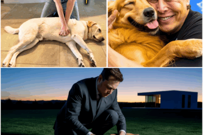 What Elon Musk Did When He Found a Lifeless Dog Will Bring You to Tears!