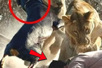 Incredible Bravery: A Dog’s Courageous Confrontation with Two Lions to Save the Life of His Beloved Owner