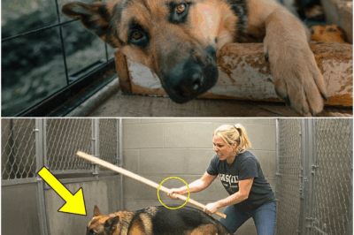 Woman H*ts German Shepherd’s Back at Shelter, You Won’t Believe What Happens Next
